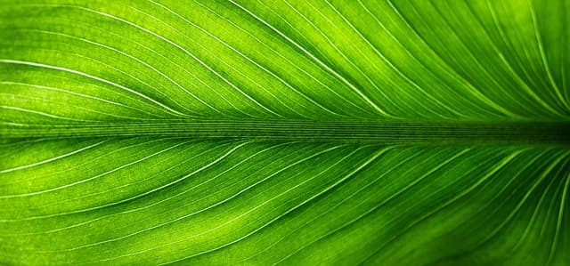 Los mejores consejos para elegir pintura ecológica para tu hogar